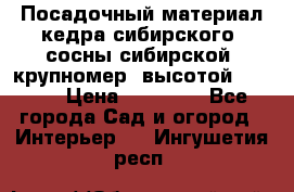 Посадочный материал кедра сибирского (сосны сибирской) крупномер, высотой 3-3.5  › Цена ­ 19 800 - Все города Сад и огород » Интерьер   . Ингушетия респ.